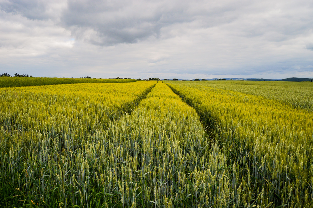 beautiful photo of a field near the road in germany