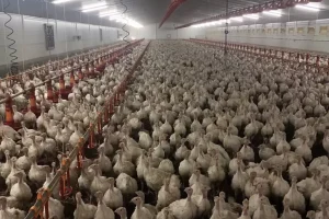 drybed absorbent bird bed 768x768 1