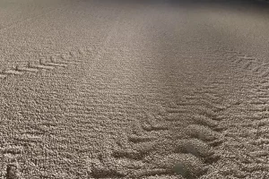 poultry litter 768x768 1